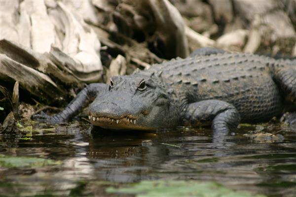 alligator